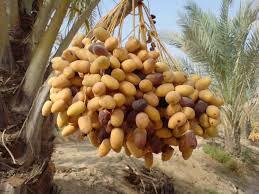 برداشت