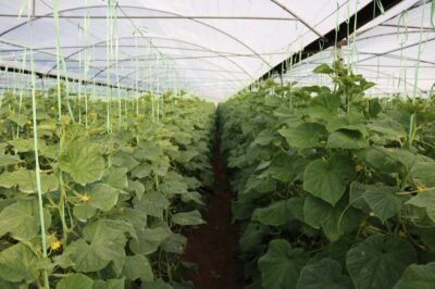 وقتی خشکسالی رمق زمین را گرفته، اما جنوب کرمان با توسعه گلخانه‌ها دوباره جان گرفته و امسال بیش از ۶۰۰ هزار تن محصول روانه بازار می‌کند.